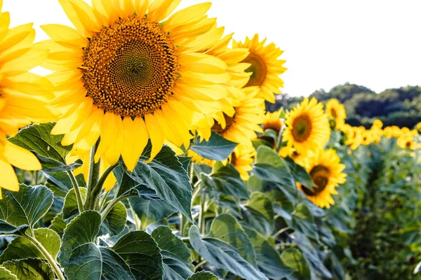 Χωράφι ηλίανθου στην καλοκαιρινή γεωργία. Κίτρινα ηλιοτρόπια. — Φωτογραφία Αρχείου