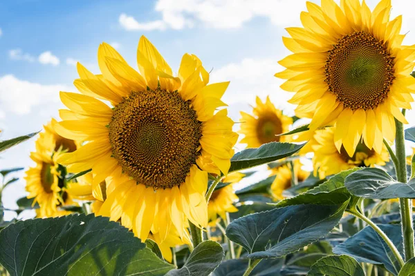 Sonnenblumen gegen den Himmel. Sonnenblumen in der Landwirtschaft im Sommer. — Stockfoto