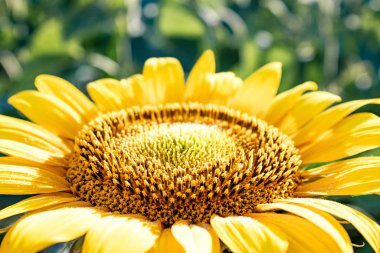 Yaz tarımda yeşil yaprakların bir arka planda Sunflowers ayçiçeği.