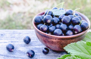Siyah frenk üzümü Siyah frenk üzümü çilek bahçede doğa üzerinde yeşil yaprakları yakınında bir kapta. Hasat siyah frenk üzümü.