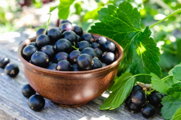 Black currant Black currant berries against the currant bush in the garden. Harvesting black currant. — Stock Photo, Image