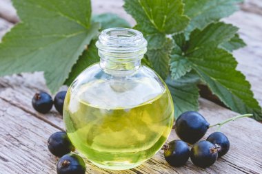 Eski kurulların arka planda siyah frenk üzümü özü tentür çare infüzyon bir şişe. Siyah frenk üzümü yağı.