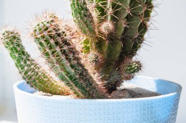 Mavi tencerede kaktüs. Duvar arka planına karşı beyaz bir raf üzerinde kaktüs bir pot houseplant.