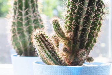 Pencere yakınında beyaz bir raf üzerinde potted bitkiler ev kaktüs.
