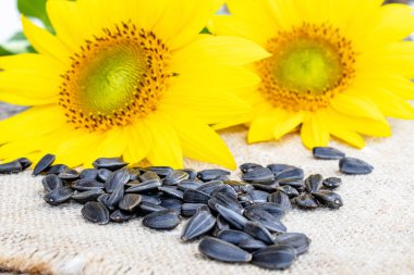 Ayçiçeği çiçeğinin yanında çuvalda ayçiçeği tohumu.