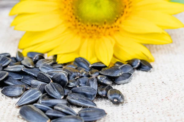 Sunflower seeds on burlap near the flower of a sunflower. — Stock Photo, Image