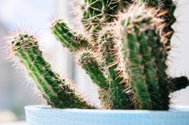 Mavi tencerede kaktüs. Duvar arka planına karşı beyaz bir raf üzerinde kaktüs bir pot houseplant.