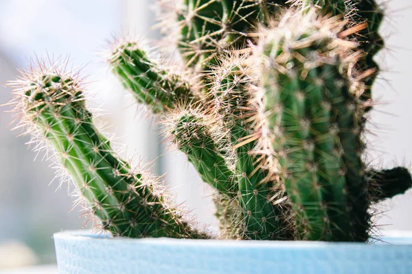 Cactus dans un pot bleu. Plante d'intérieur dans un pot de cactus sur une étagère blanche sur le fond du mur . — Photo