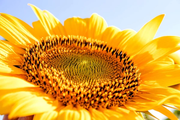 Sonnenblumen gegen den Himmel. Sonnenblumen in der Landwirtschaft im Sommer. — Stockfoto