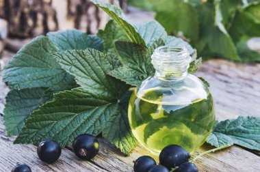 Eski kurulların arka planda siyah frenk üzümü özü tentür çare infüzyon bir şişe. Siyah frenk üzümü yağı.