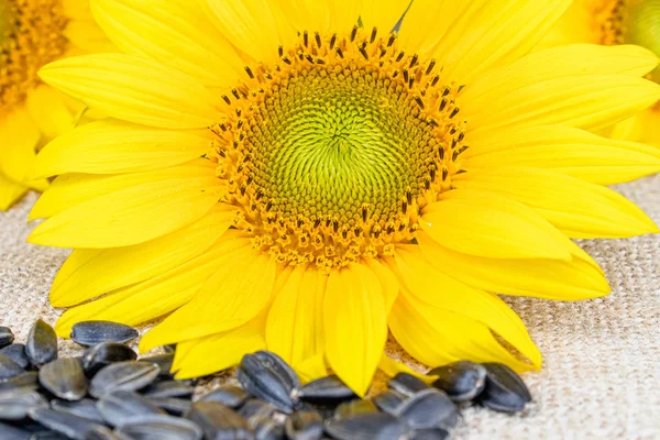 Sonnenblumenkerne auf Klette nahe der Blume einer Sonnenblume. — Stockfoto