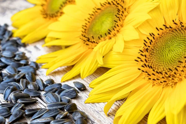 Sunflower seeds near the flower of a sunflower on a wooden background.