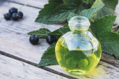 Eski kurulların arka planda siyah frenk üzümü özü tentür çare infüzyon bir şişe. Siyah frenk üzümü yağı.