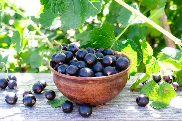 Svarta vinbär svarta vinbär bär mot vinbärs buske i trädgården. Skörd svarta vinbär. — Stockfoto