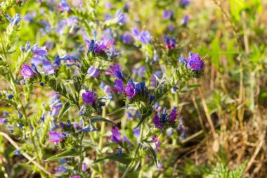 Kekimli çim Breckland, vahşi keklik Breckland, keklik veya kekme çiçek sürünüyor. Doğal ortamda mutfak maddesi ve aromatik baharat