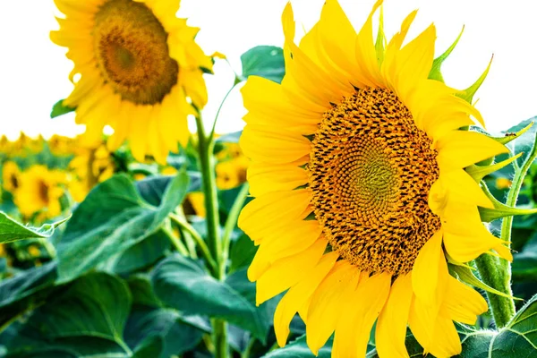 Sonnenblumenfeld in der Sommerlandwirtschaft. gelbe Sonnenblumen. — Stockfoto