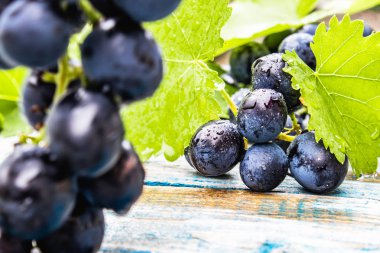 Mavi eski tahtalarda su damlaları ve yeşil yaprakları ile mavi üzüm. Tahta bir masada bir salkı üzüm.