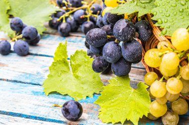 Mavi ve sarı üzüm damlaları su ve yeşil yaprakları mavi eski bir tahta üzerinde bir sepet içinde. Tahta bir masada bir salkı üzüm.