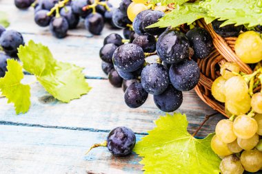 Mavi ve sarı üzüm damlaları su ve yeşil yaprakları mavi eski bir tahta üzerinde bir sepet içinde. Tahta bir masada bir salkı üzüm.
