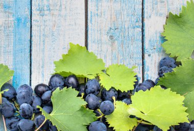 Mavi eski tahtalarda mavi üzüm ve yeşil yapraklar. Tahta bir masada bir salkı üzüm.