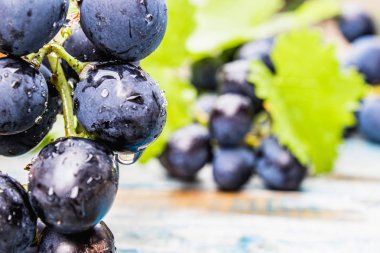 Mavi eski tahtalarda su damlaları ve yeşil yaprakları ile mavi üzüm. Tahta bir masada bir salkı üzüm.