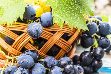 Mavi eski bir tahta üzerinde bir sepet içinde su damlaları ve yeşil yaprakları ile mavi üzüm. Tahta bir masada bir salkı üzüm.