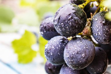Mavi eski tahtalarda su damlaları ve yeşil yaprakları ile mavi üzüm. Tahta bir masada bir salkı üzüm.