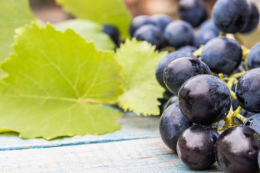 Mavi eski tahtalarda mavi üzüm ve yeşil yapraklar. Tahta bir masada bir salkı üzüm.