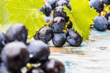 Mavi eski tahtalarda su damlaları ve yeşil yaprakları ile mavi üzüm. Tahta bir masada bir salkı üzüm.