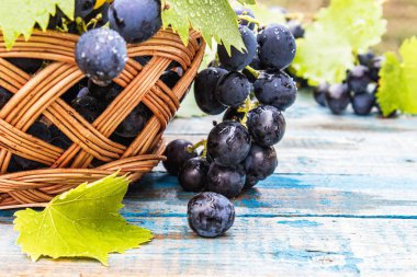 Mavi eski bir tahta üzerinde bir sepet içinde su damlaları ve yeşil yaprakları ile mavi üzüm. Tahta bir masada bir salkı üzüm.