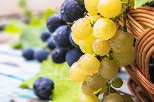 Mavi ve sarı üzüm damlaları su ve yeşil yaprakları mavi eski bir tahta üzerinde bir sepet içinde. Tahta bir masada bir salkı üzüm.
