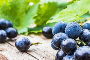 Eski ahşap tahtalara serpişne su damlaları ve yeşil yaprakları olan mavi üzümler. Tahta bir masada bir salkı üzüm.