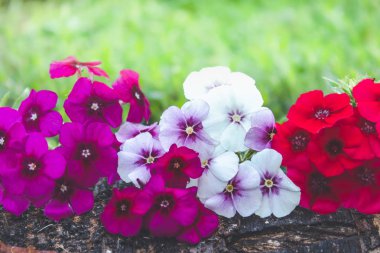 Kırmızı ve beyaz çiçekler doğanın bir arka plan ile yeşil çim bir arka plan üzerinde bir ağaç kabuğu üzerinde yalan.