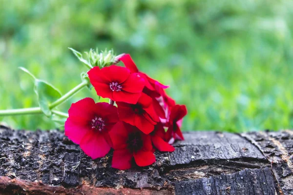 Flores rojas yacen en una corteza de árbol sobre el fondo de hierba verde con fondo de la naturaleza . —  Fotos de Stock