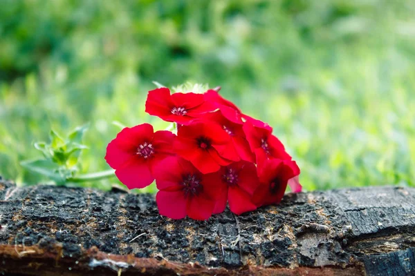 Flores rojas yacen en una corteza de árbol sobre el fondo de hierba verde con fondo de la naturaleza . —  Fotos de Stock