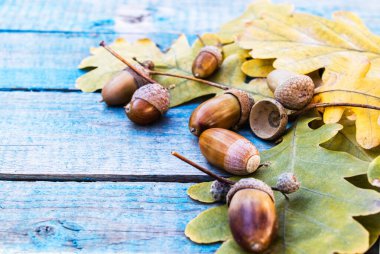 Sonbahar meşe palamudu ve sarı yapraklar mavi eski tahtalarda. Sonbahar meşe palamudu ile arka plan.