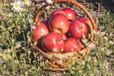 Taze kırmızı elmalar, yeşil çimlerin üzerinde sepetin içinde, doğanın arka planına karşı dururlar. Vitaminler ve sağlıklı bir diyet. Vejetaryen konsepti.