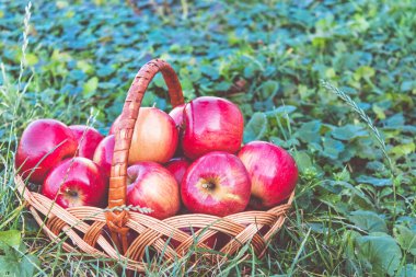Olgun kırmızı elmalar yeşil çimlerin üzerinde sepetin içinde doğanın arka planında. Vitaminler ve sağlıklı bir diyet. Vejetaryen konsepti.