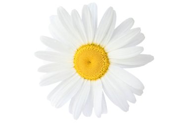 Beyaz arka planda büyük bir papatya çayı. Bahar, yaz konsepti. İzole et