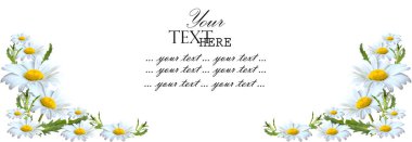 Beyaz arka planda papatya çiçekleri olan pankart. Çiçekli sarı papatya çiçekleri. Bahar ya da yaz arkaplanı, metin için yer.