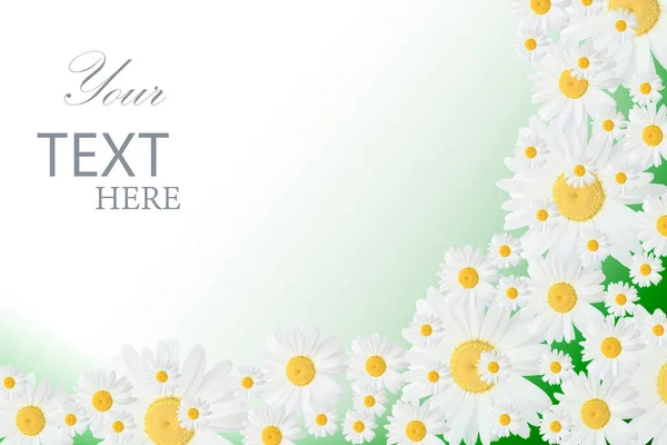 Banner with daisy flowers with a green background. Banner with camomile. Spring or summer background, place for text.