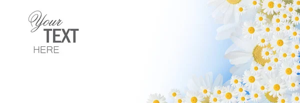 Banner Met Camomile Bloemen Met Een Blauwe Achtergrond Banner Met — Stockfoto