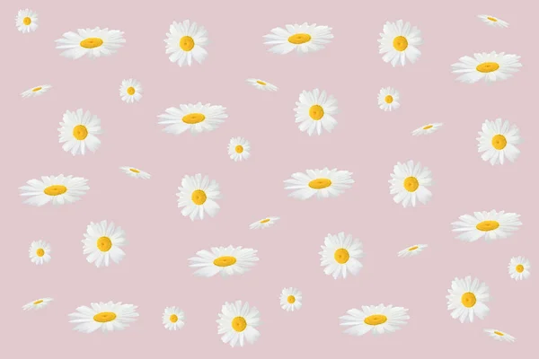 薄茶色またはピンクの背景にデイジーの花序 トップビュー フラットレイアウト 夏のコンセプト — ストック写真