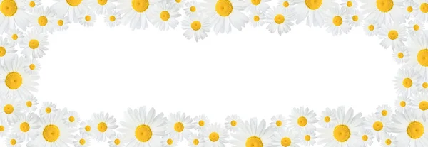 Banner with camomile flowers on a white background. Banner with blooming medical chamomile flowers. Spring or summer background, place for text.