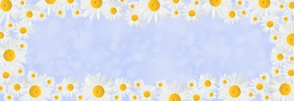 Banner with camomile flowers on a blue background. Banner with blooming medical chamomile flowers. Spring or summer background, place for text.