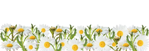 Banner Mit Kamillenblüten Auf Weißem Hintergrund Banner Mit Blühenden Medizinischen — Stockfoto