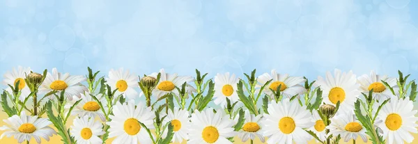 Banner with camomile flowers on a blue background. Banner with blooming medical chamomile flowers. Spring or summer background, place for text.