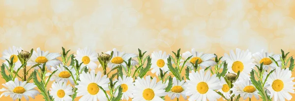 Banner Mit Kamillenblüten Auf Gelbem Hintergrund Banner Mit Blühenden Medizinischen — Stockfoto