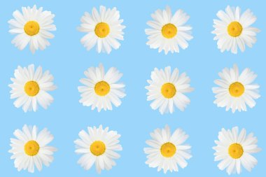 Mavi arka planda çiçeklerin düzenlenmesi, üst manzara, düz konum. Bahar, yaz konsepti.