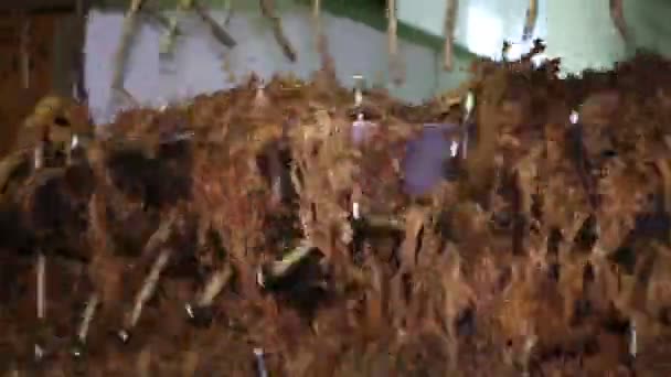 Tobacco Drying Process Cigarette Manufacturing — Stock Video